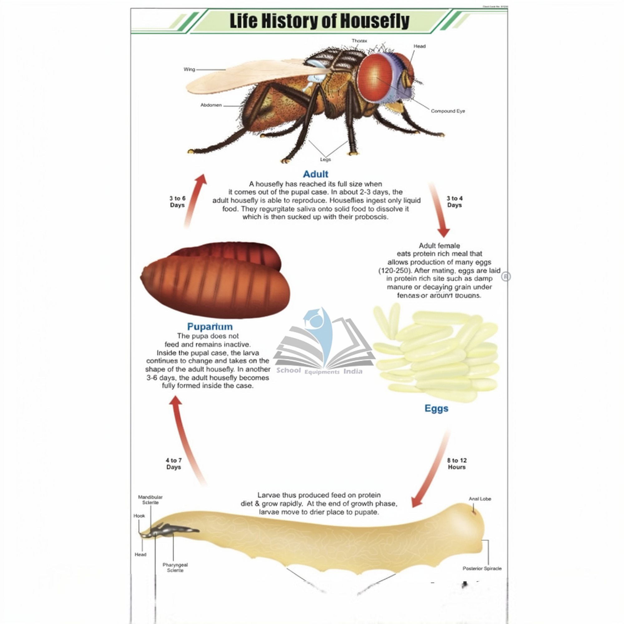 Life History of Housefly Chart